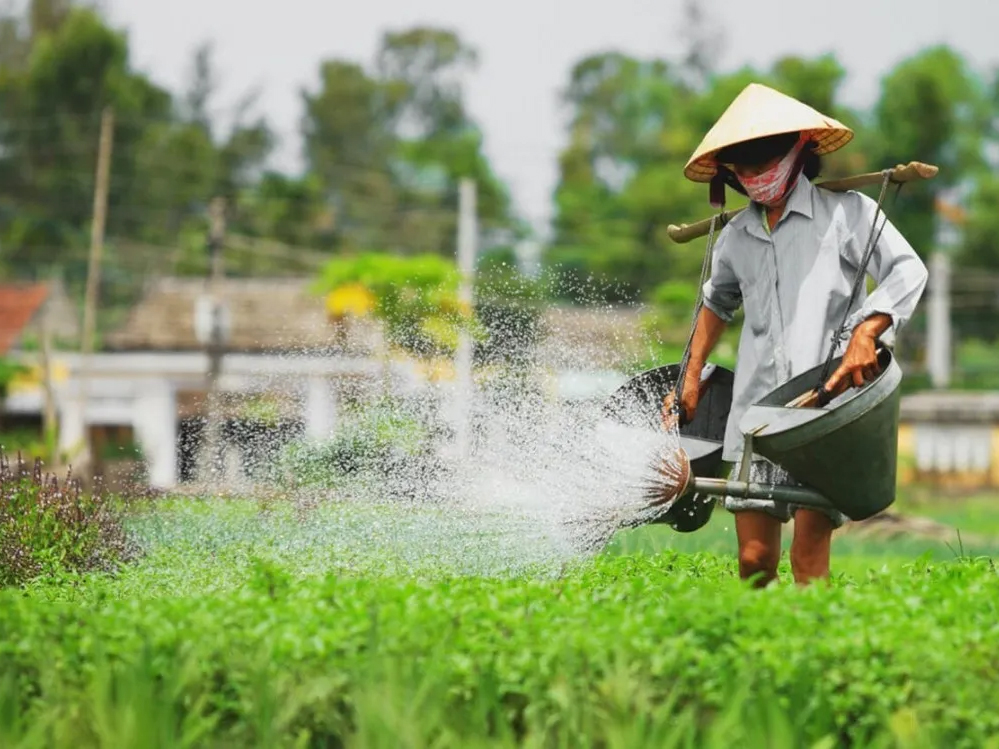 Introduction to Hoi An Old Town - Tra Que Vegetable Village