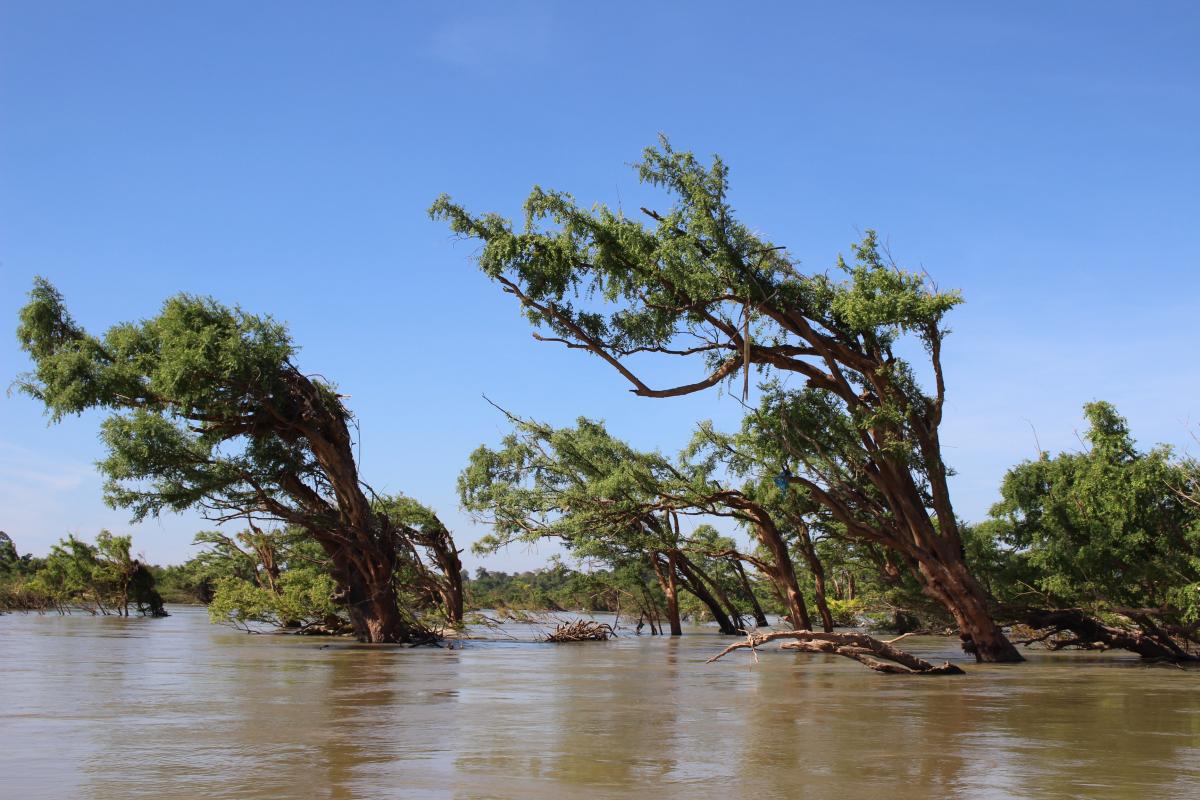 Water life at Stung Treng Cambodia