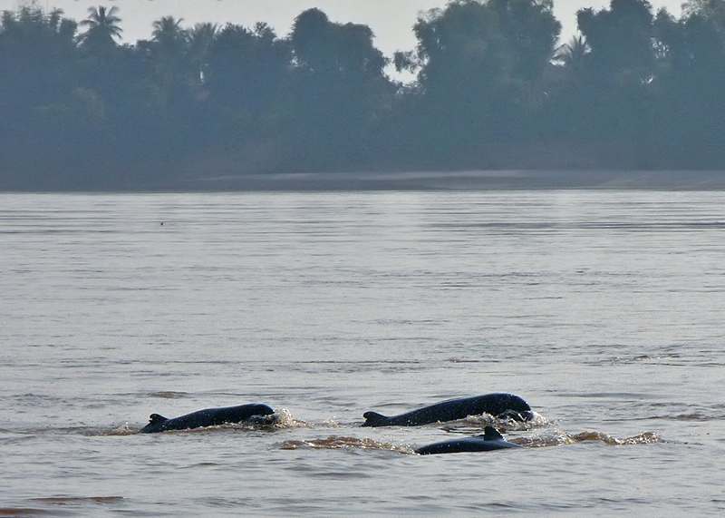 River Dolphins, Kratie, Cambodia