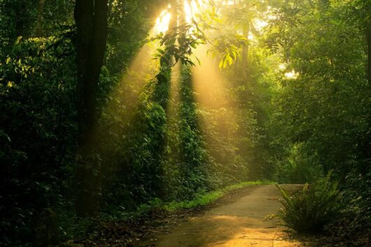 Cuc Phuong National Park