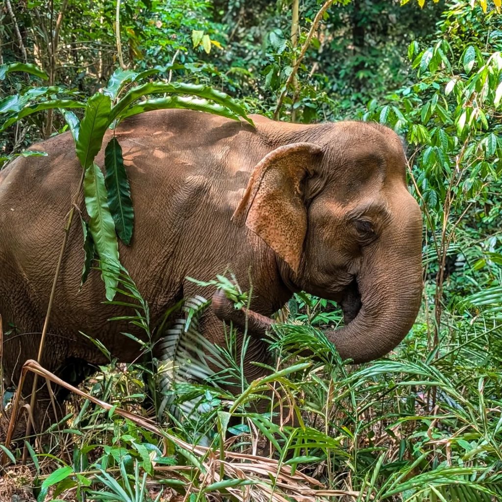 Experience Cambodia’s Gentle Giants at the Mondulkiri Elephant Project
