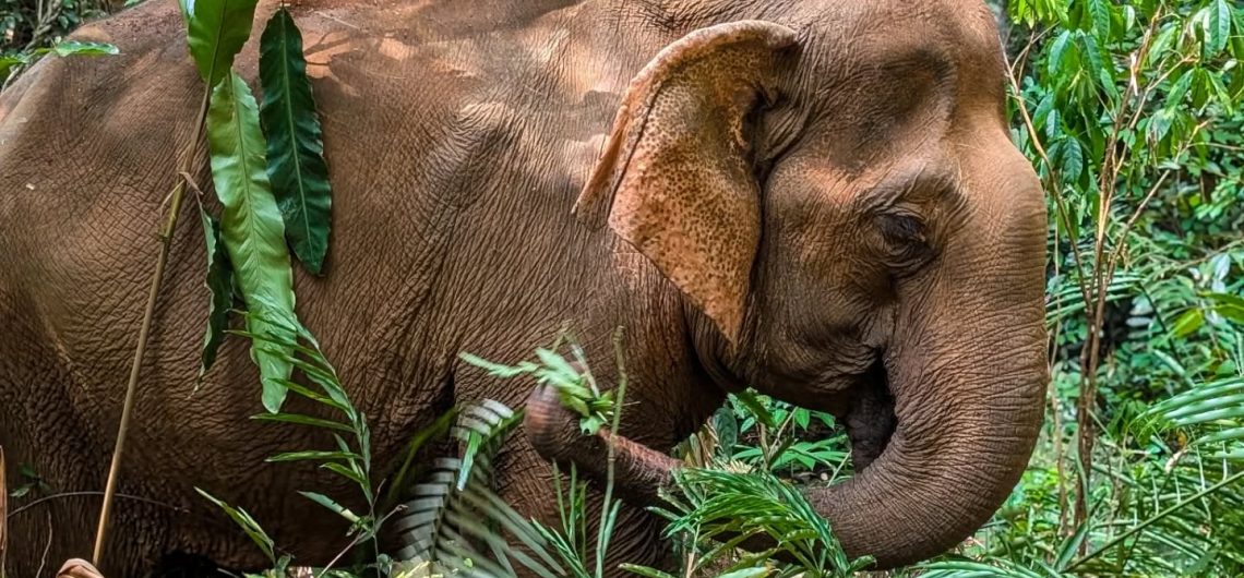 Experience Cambodia’s Gentle Giants at the Mondulkiri Elephant Project