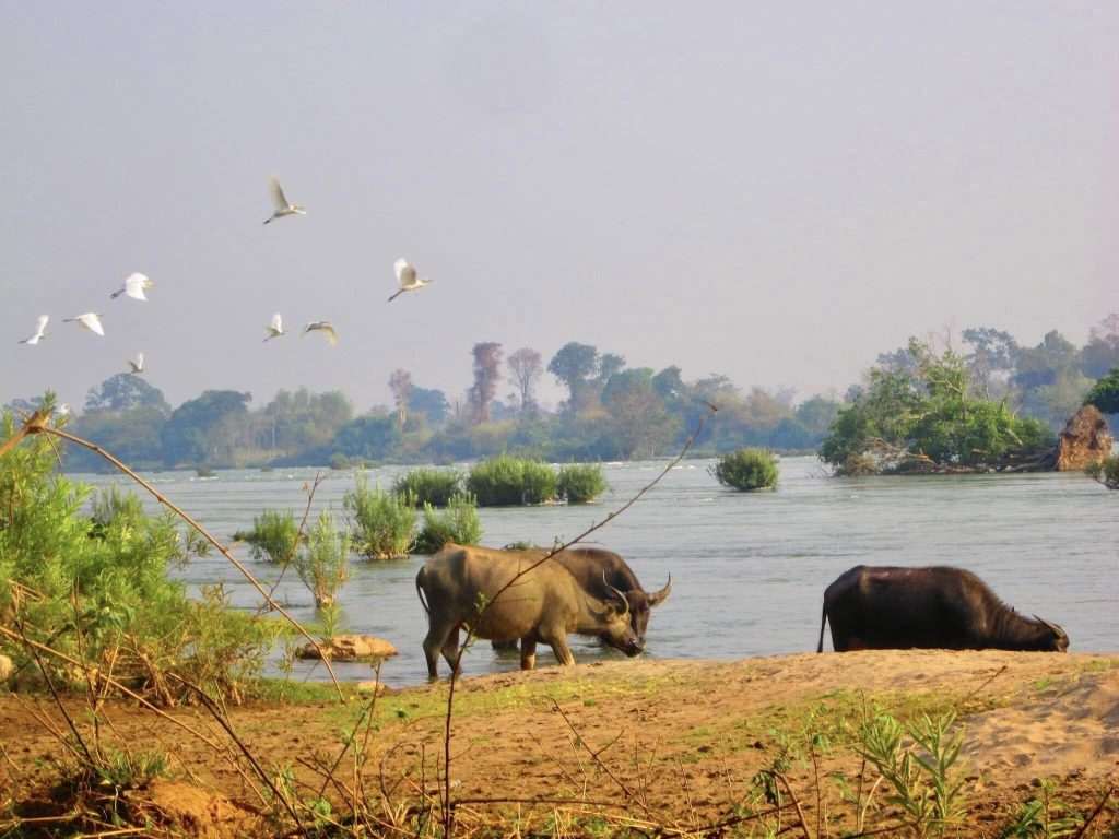 Si Phan Don 4000 islands landscape (Thu Ha Dang)