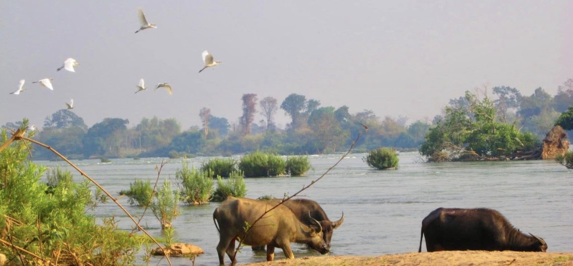 Si Phan Don 4000 islands landscape (Thu Ha Dang)